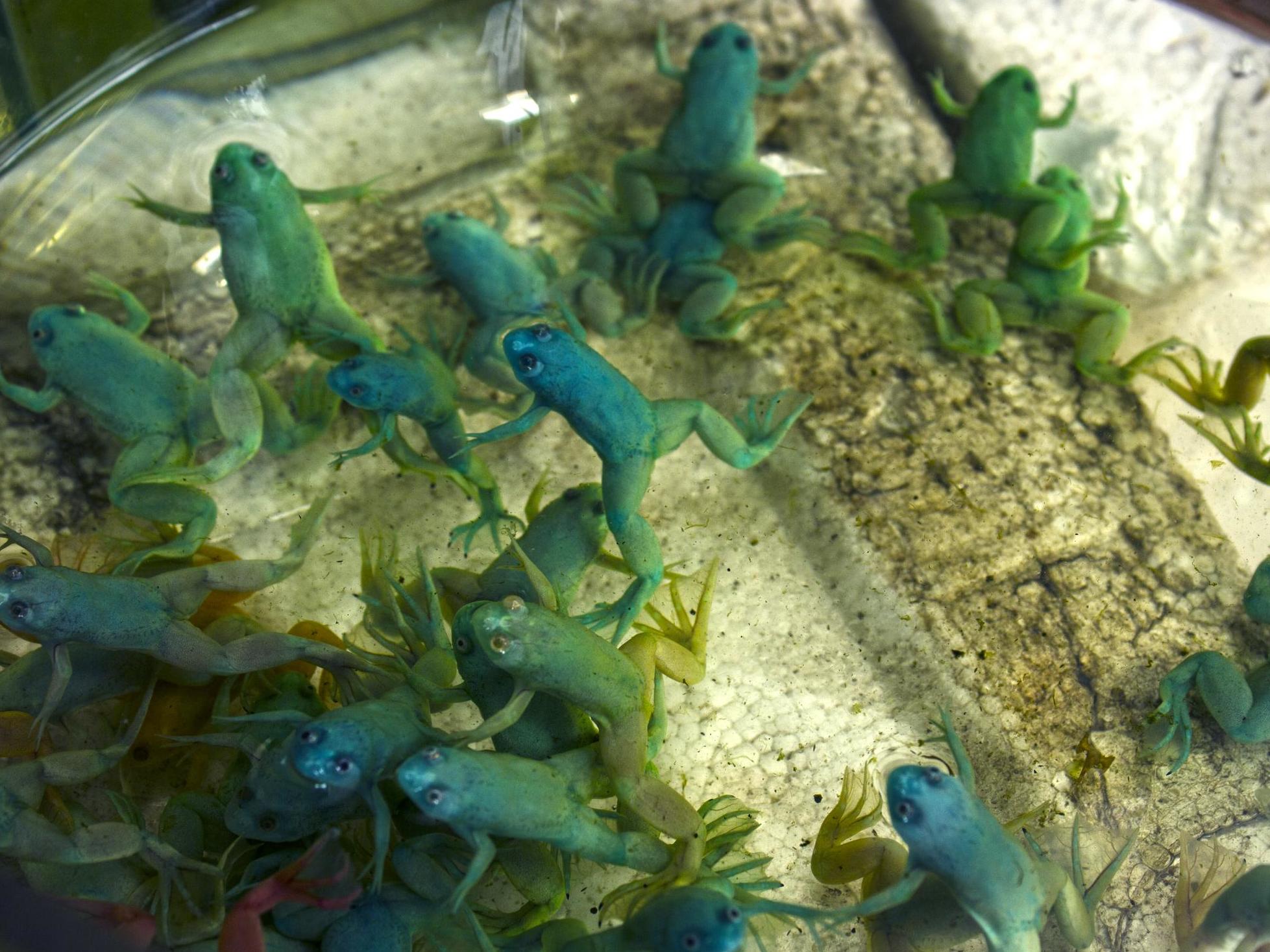 ‘Xenopus laevis’, or African clawed frogs, whose cells make up the xenobots