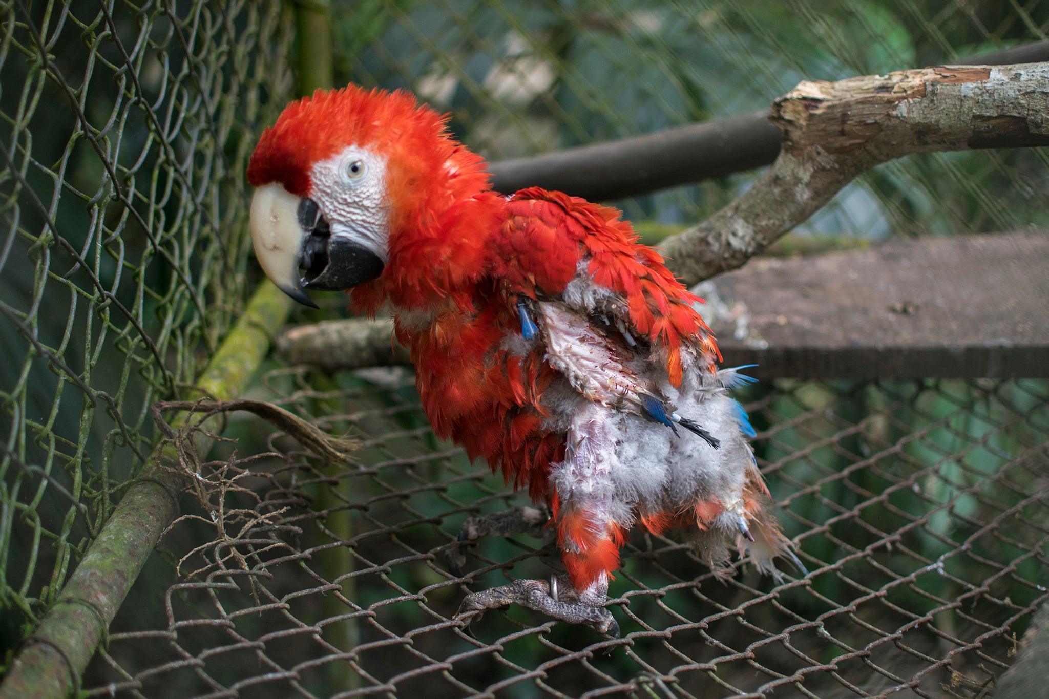 A scarlet macaw at a rescue and rehabilitation centre in Guatemala