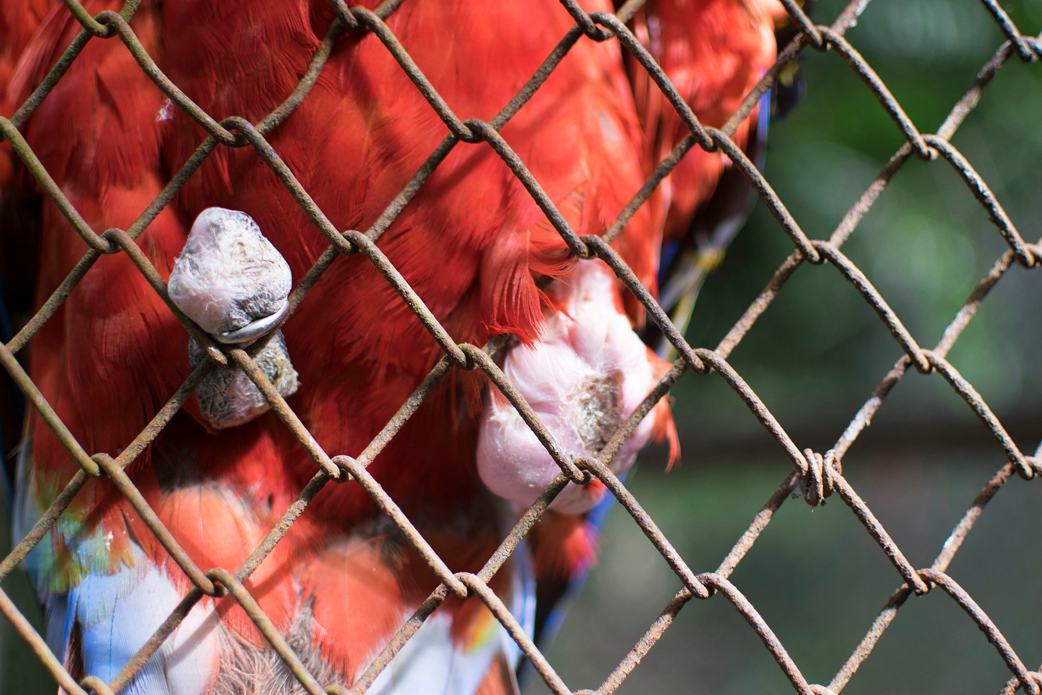 Scarlet macaw populations are declining due to habitat loss and wildlife trafficking