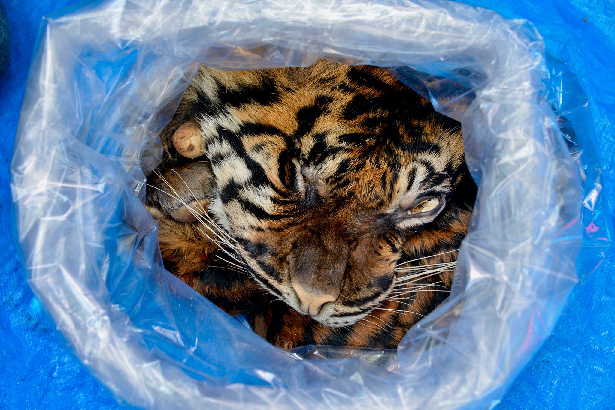 The skin of the critically endangered Sumatran tiger, confiscated after a man tried to sell to undercover police