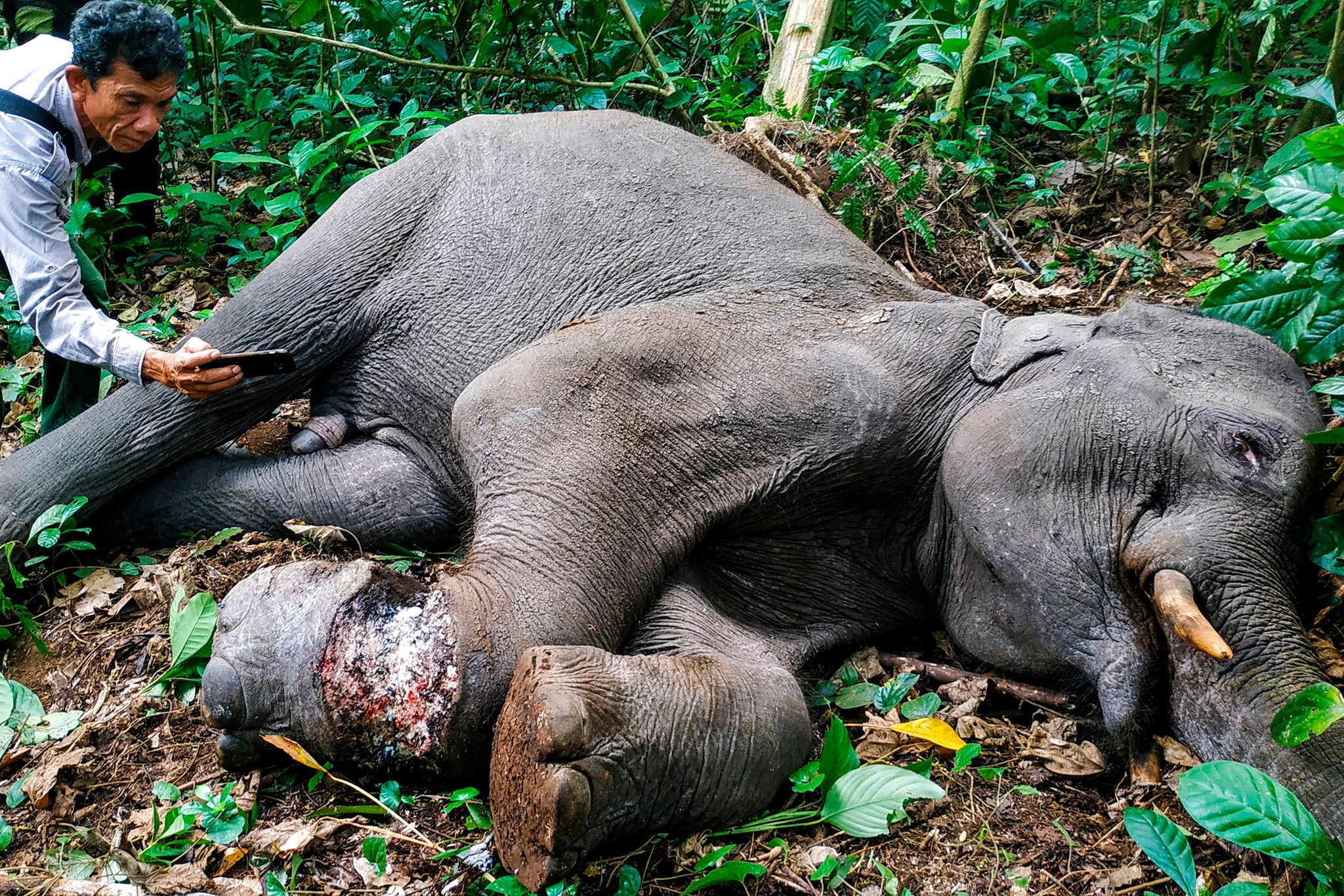 A young Sumatran elephant found injured by a hunter’s trap earlier this year