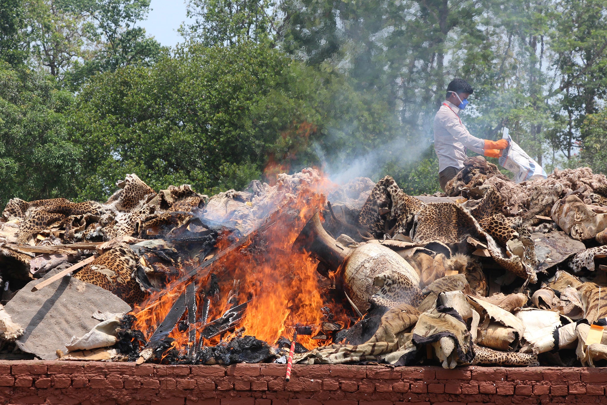 A Nepali park worker burns wildlife parts seized from poachers at Chitwan National Park, south of Kathmandu in Nepal