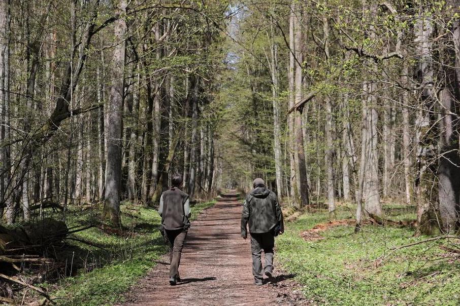 The Forest of Bialowieza is incredibly ancient and could offer a model for unravelling the damage done by humans