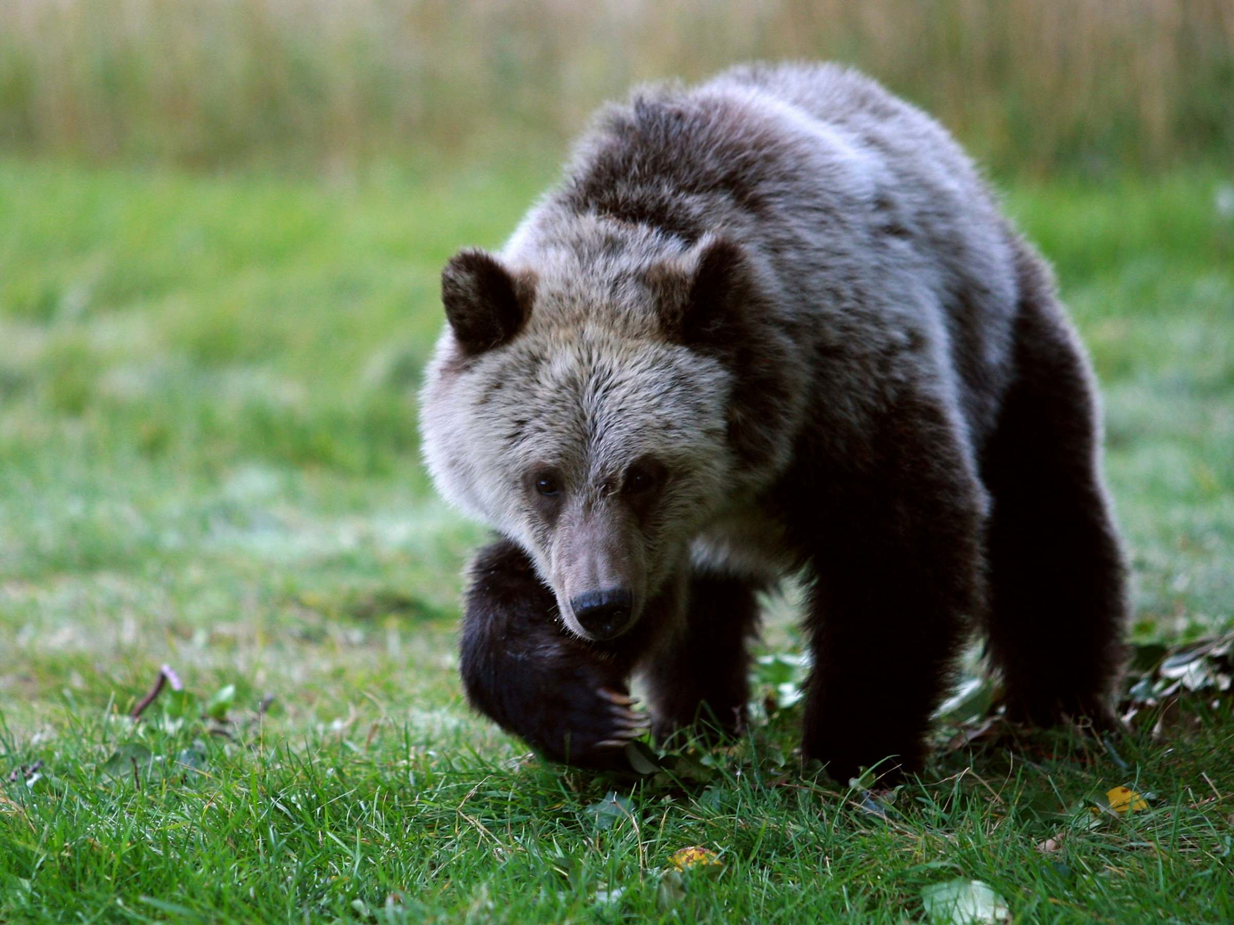 New regulations will allow for bear baiting and the hunting of cubs