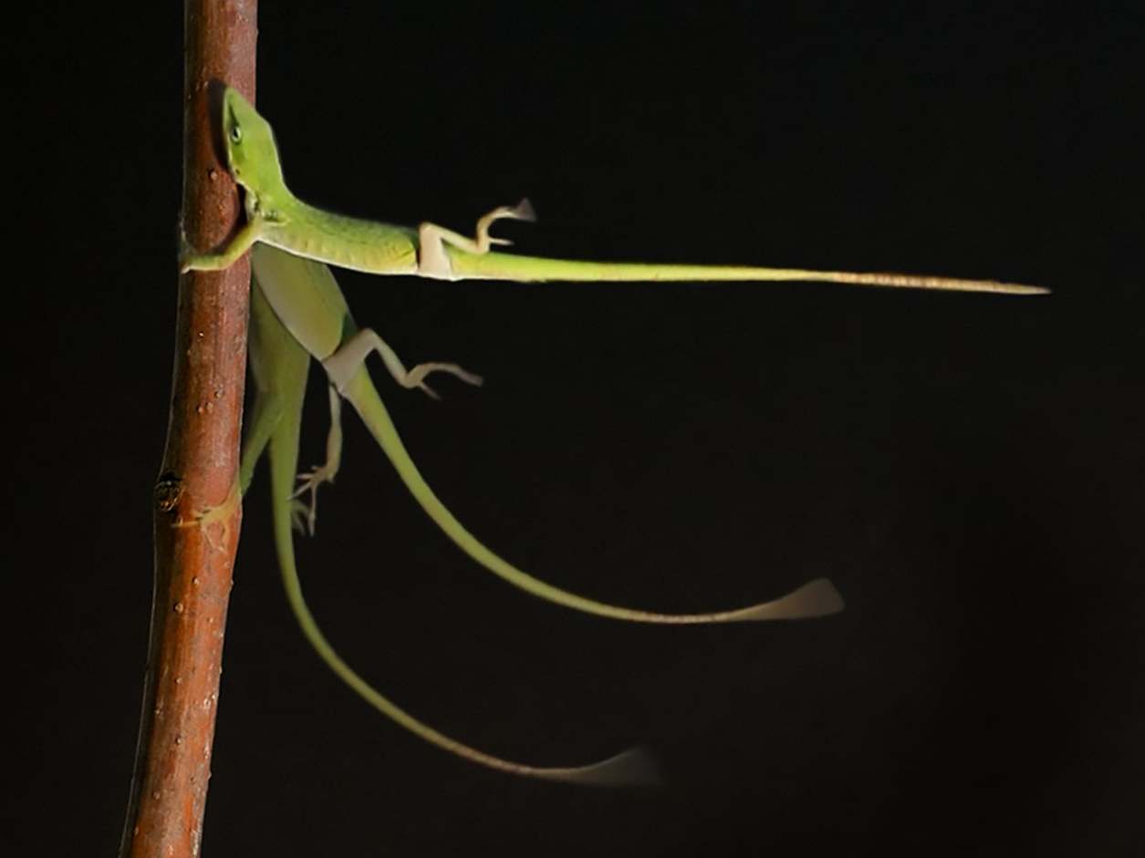 How are lizards able to survive being caught in a hurricane?