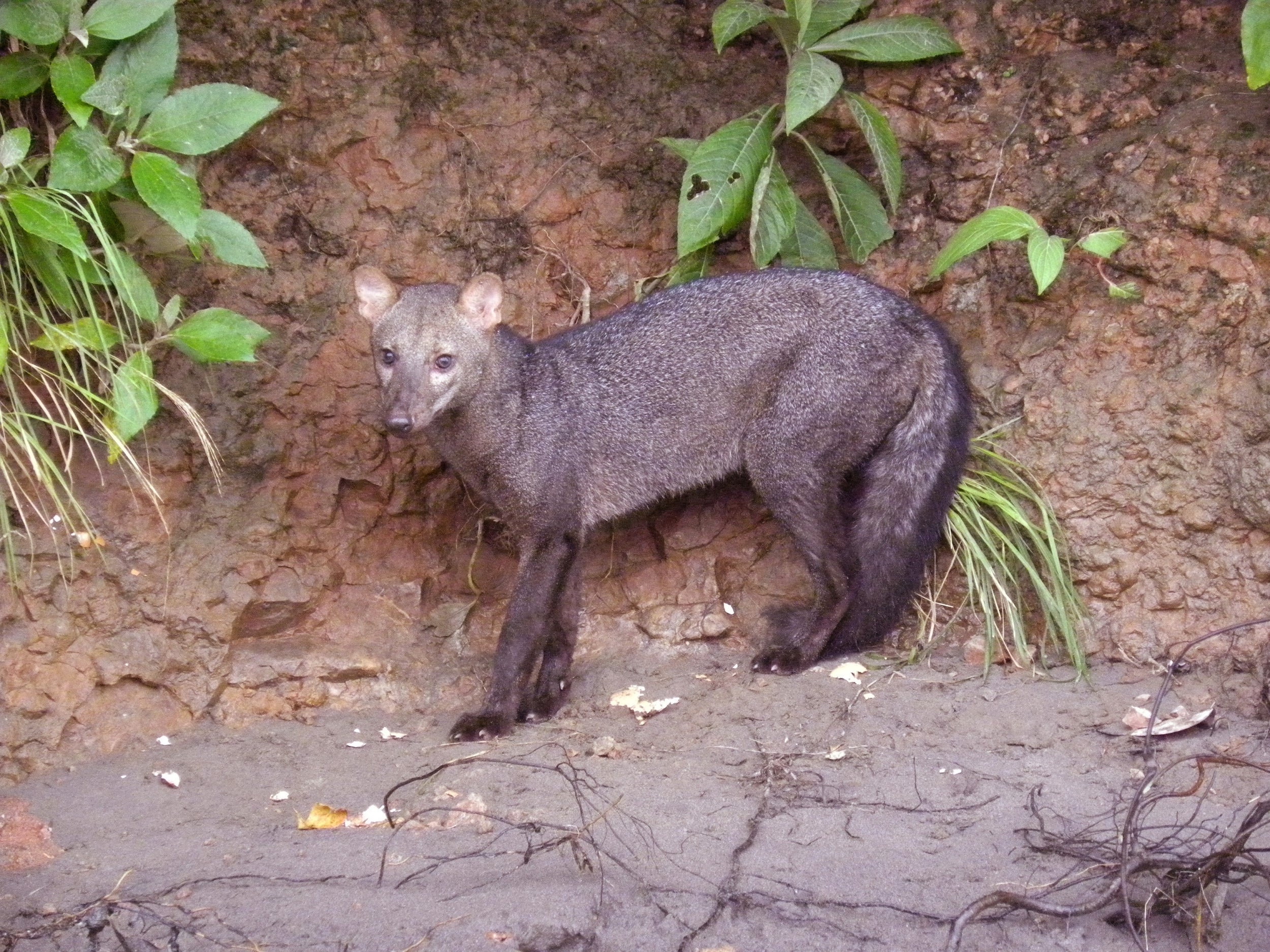 The short-eared animals?are?the only such species unique to the Amazon rainforest (Galo Zapata-Rios/WCS)