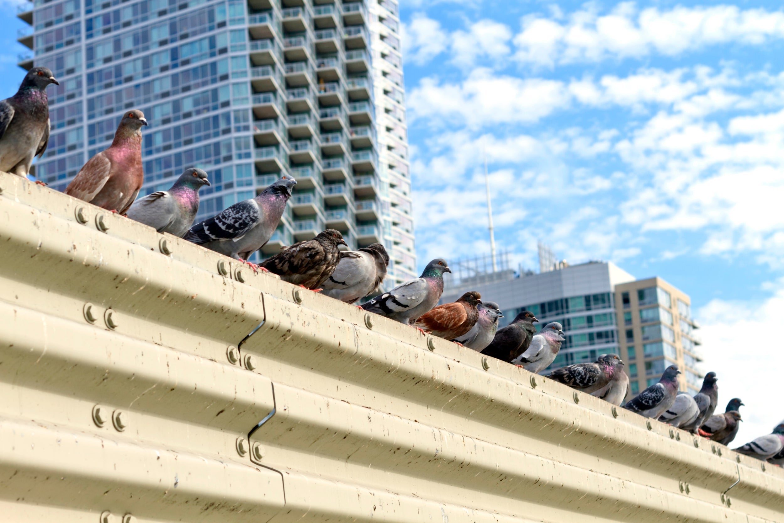 Pigeons in New York and Boston just won’t switch cities (Getty)