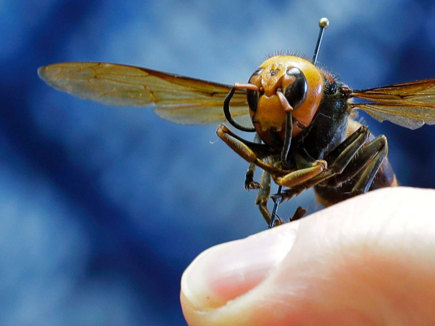 The Asian giant hornet is native to parts of Asia but can sometimes be found in other countries