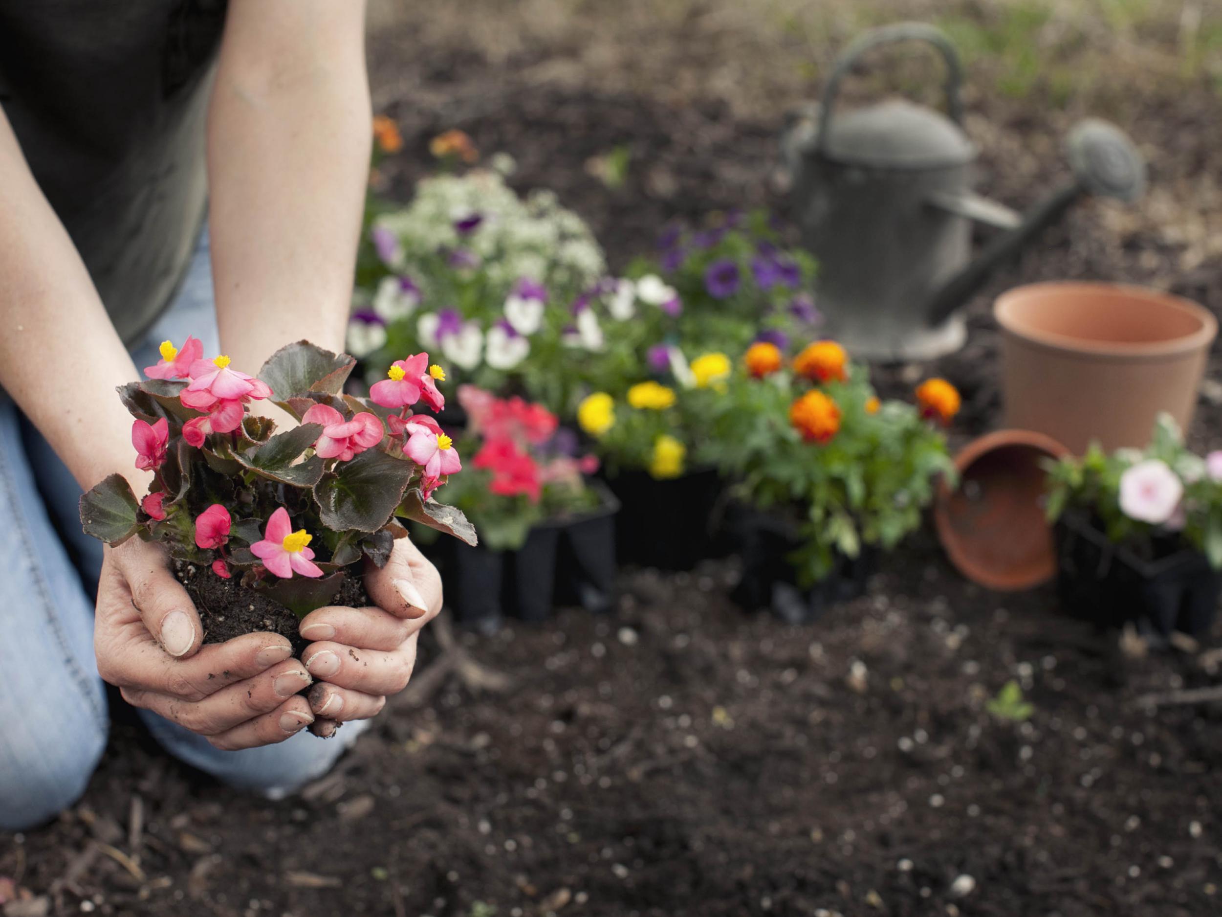 There's still plenty of time to get your outside space looking summer ready with plants like these begonias