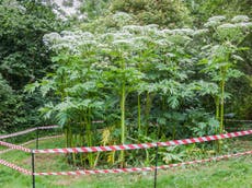 Giant hogweed warning after man left with painful blisters in Glasgow