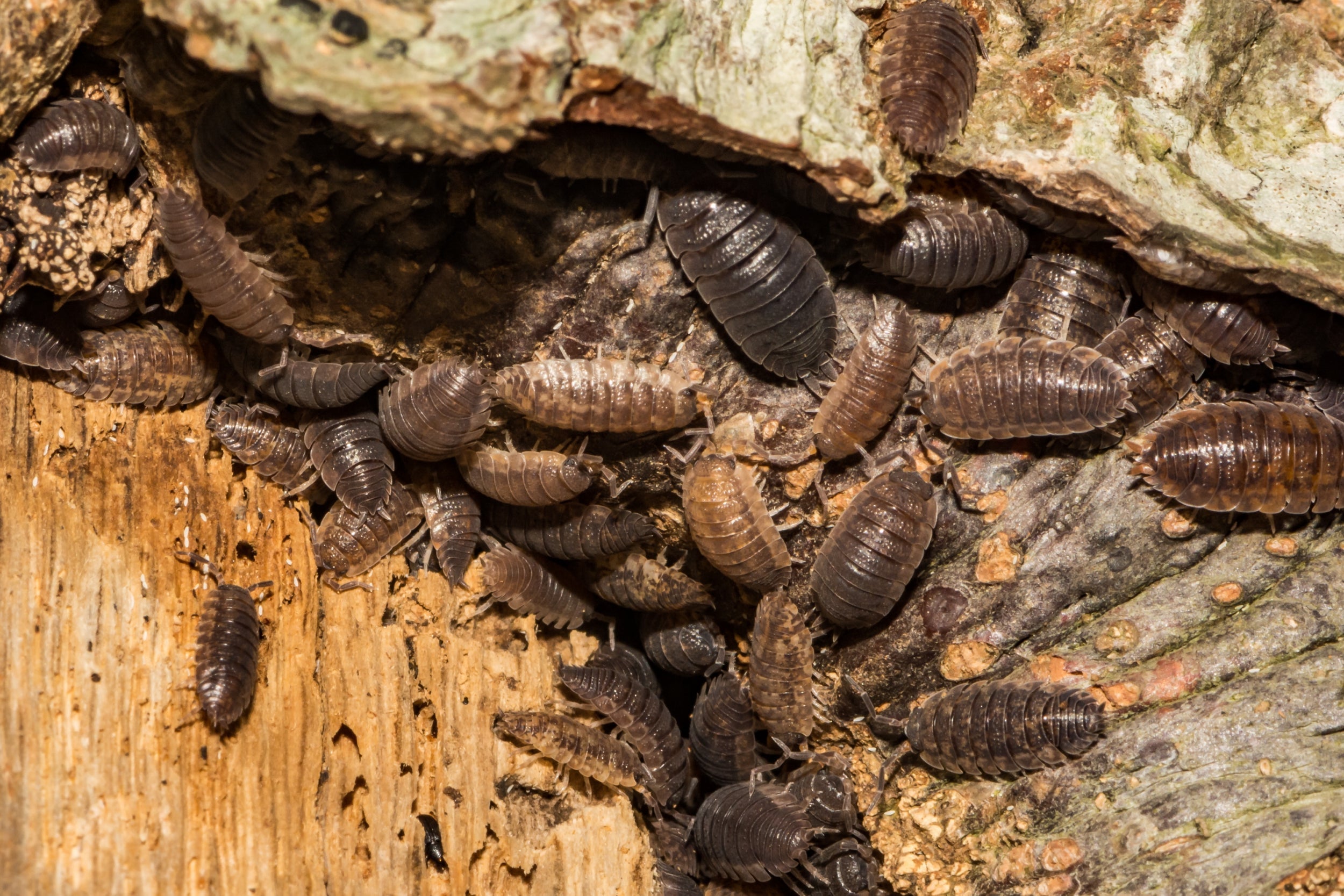 Woodlice gathering on a tree