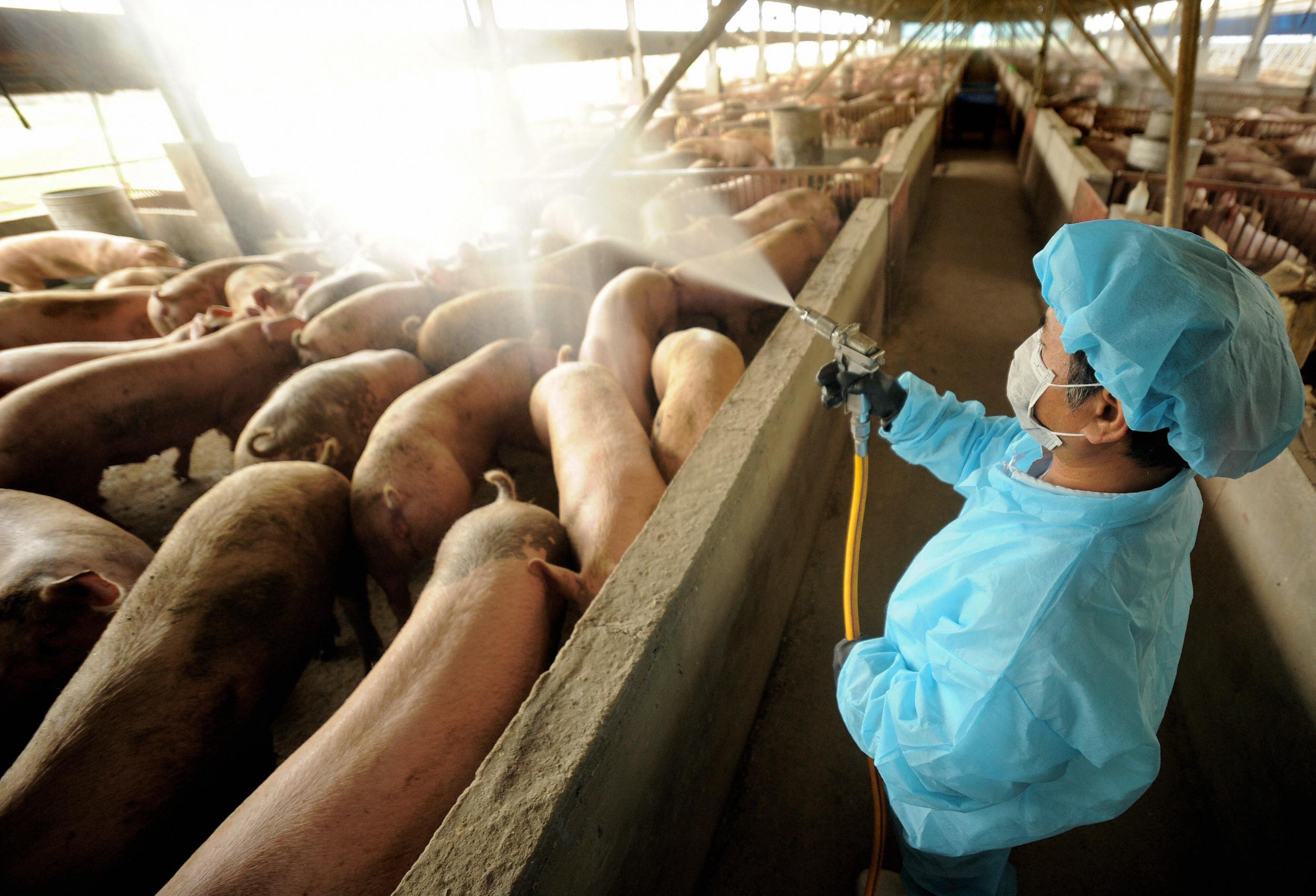 A pig farm in central Taiwan undergoes disinfection as a preventative measure against the 2009 outbreak of swine flu