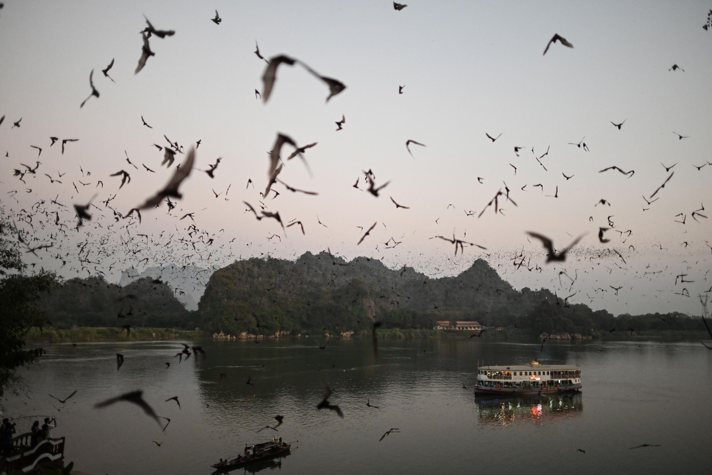 Bats swarm out from Linno Gu cave in Hpa-An, Myanmar