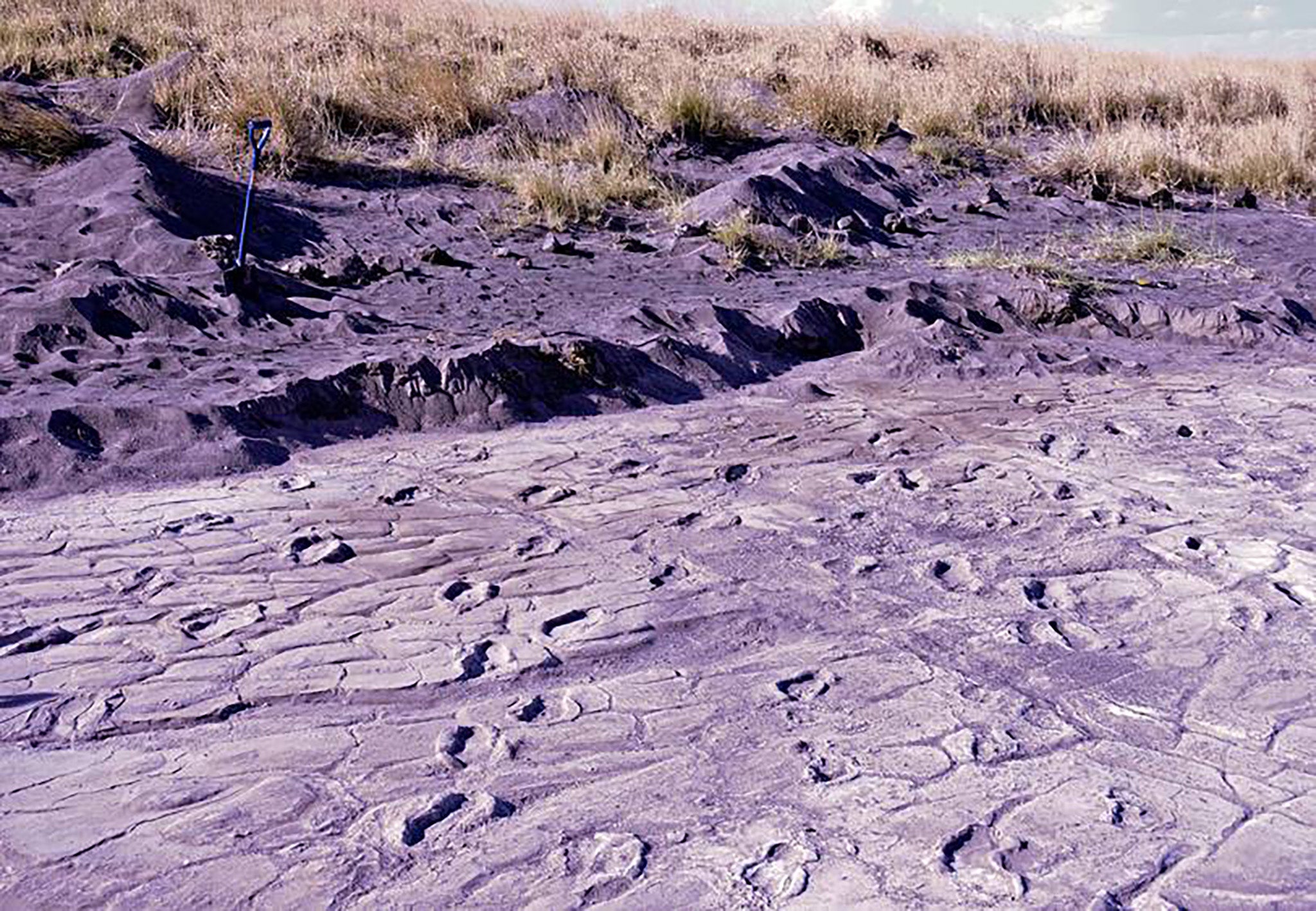 A mass of Stone Age predominantly female footprints, showing the edge of a sand dune under which there are almost certainly many more prints