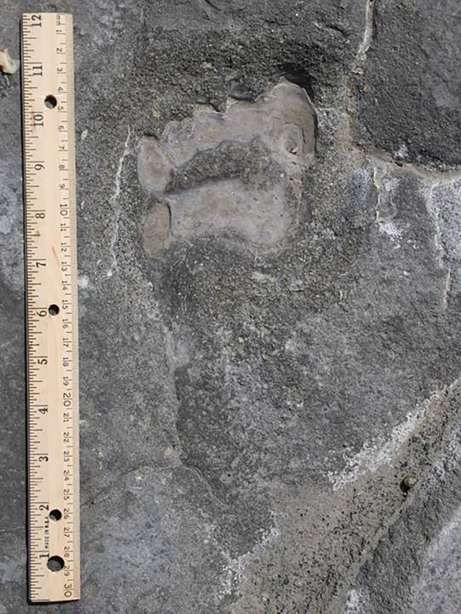 This left foot print shows very clearly all the individual’s toes