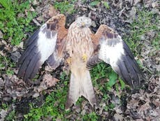 Criminals using lockdown to shoot, trap and poison birds of prey in ‘persecution crimewave’