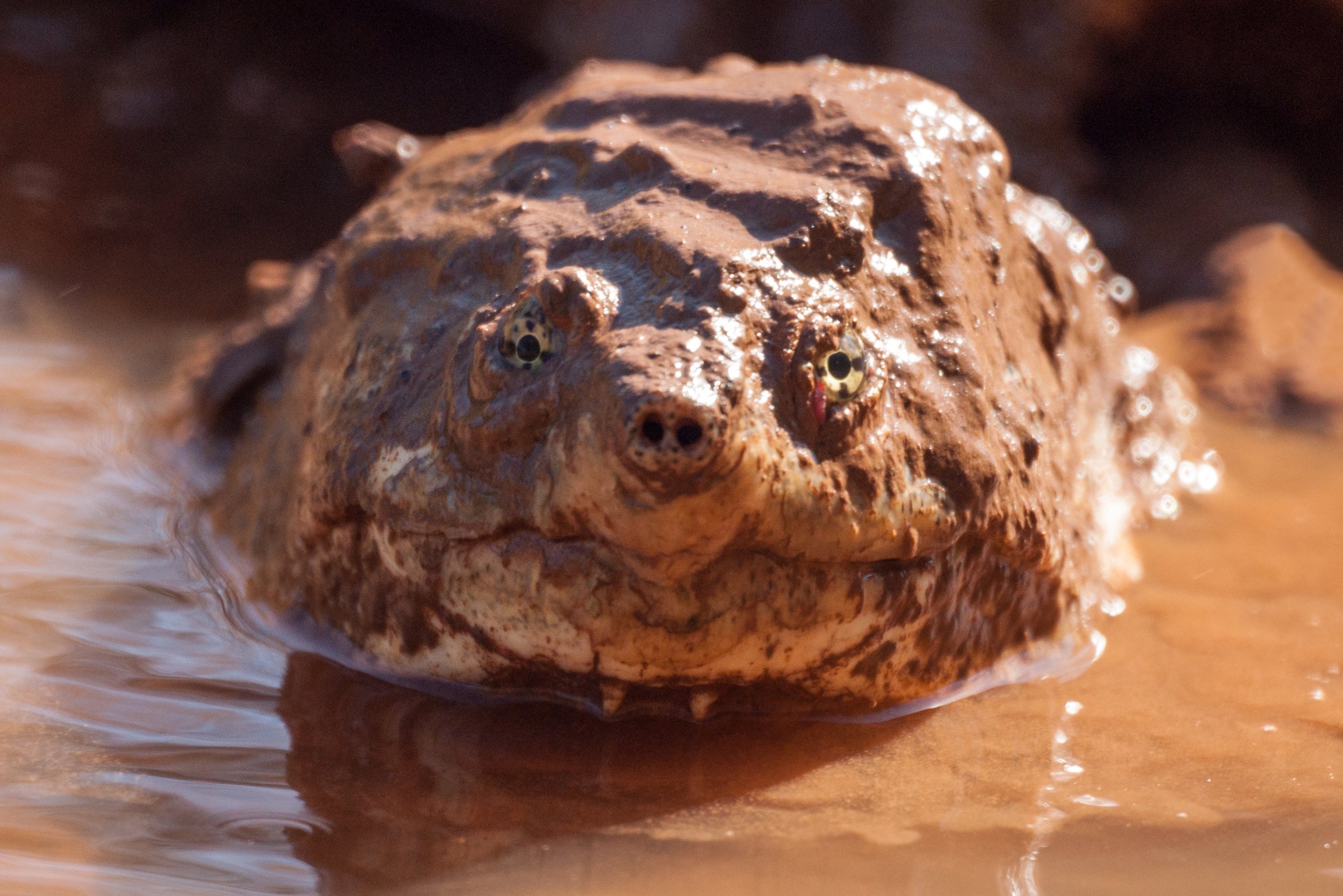 An alligator snapping turtle eats anything and is, therefore, much more likely to survive