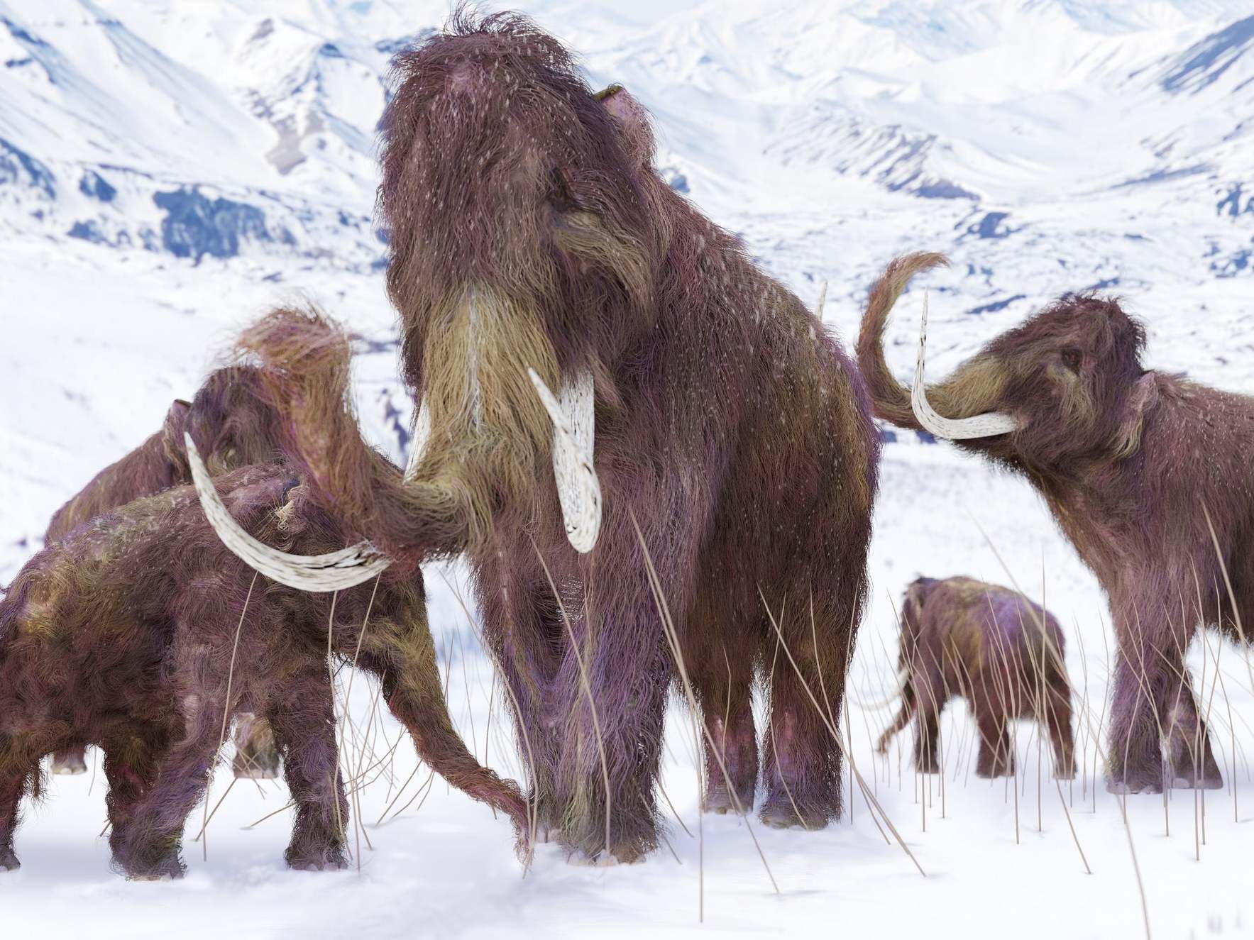 Woolly mammoths once roamed the Earth but became victims of extinction