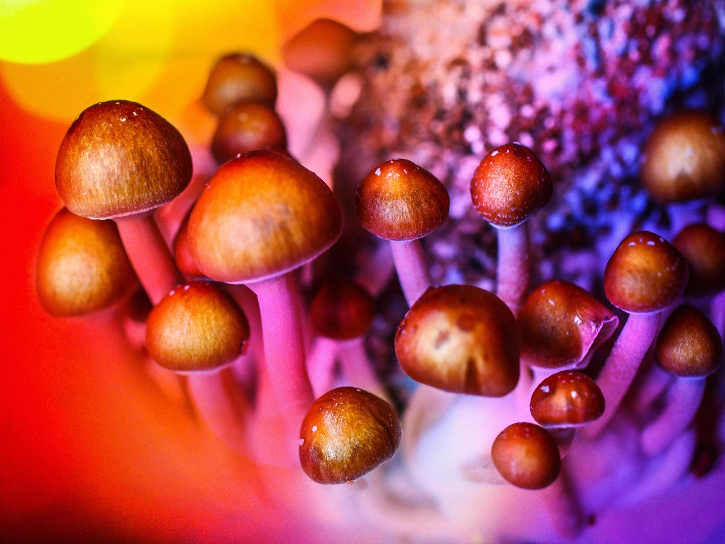 Experimental growth of psilocybin mushrooms aka magic mushrooms (Getty/iStock)