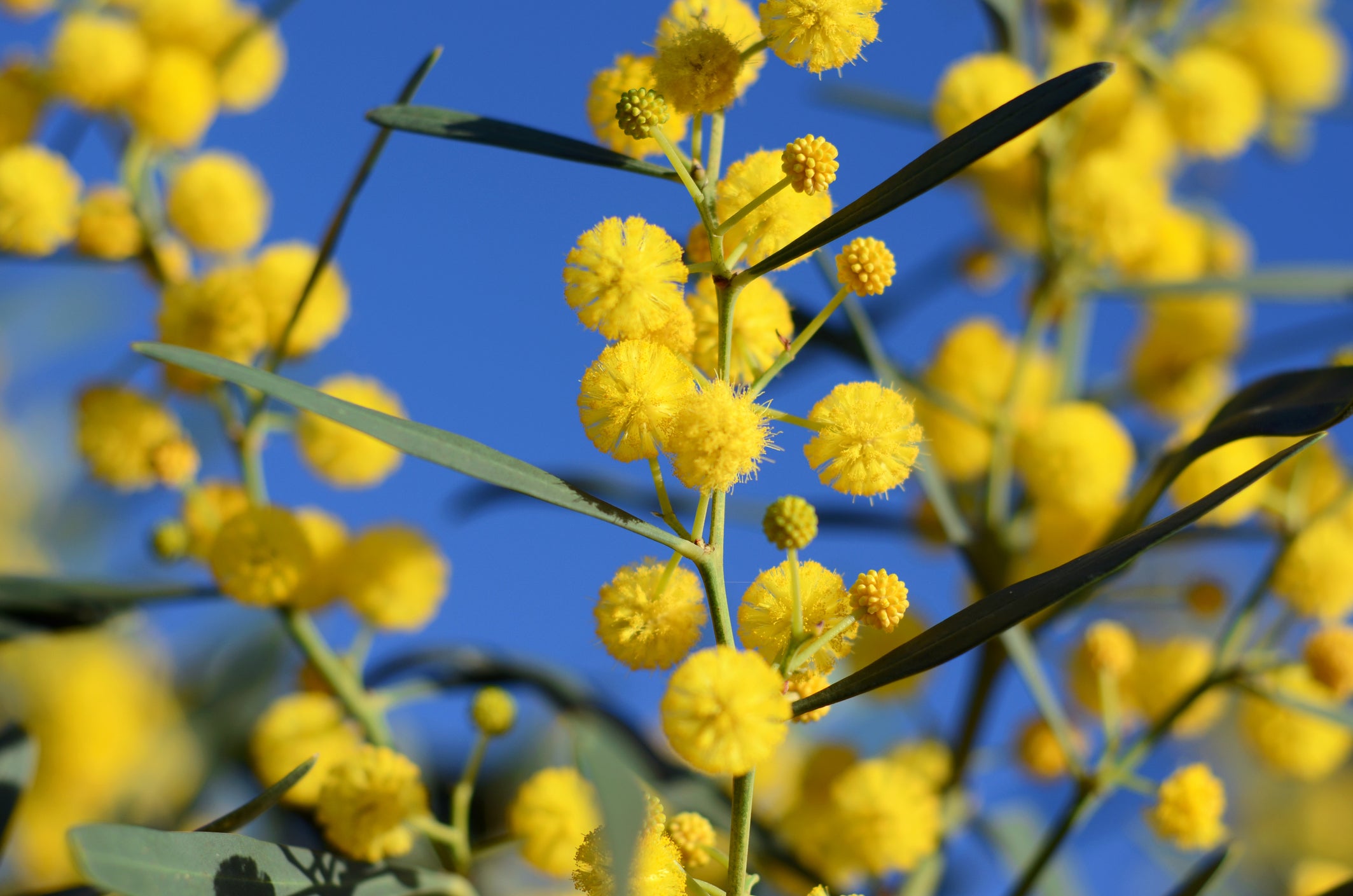 The flowers of the golden wattle are Australia's official floral emblem (Getty )