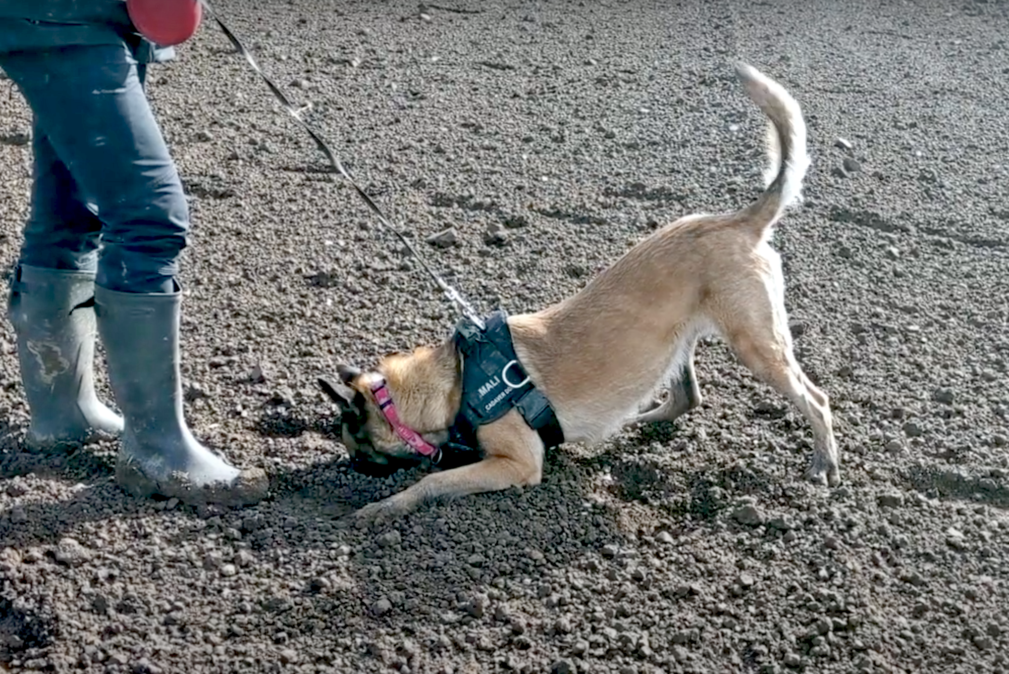 Digging deep: a cadaver search in Germany (S PAS Special Purpose Dog Training Centre/YouTube)