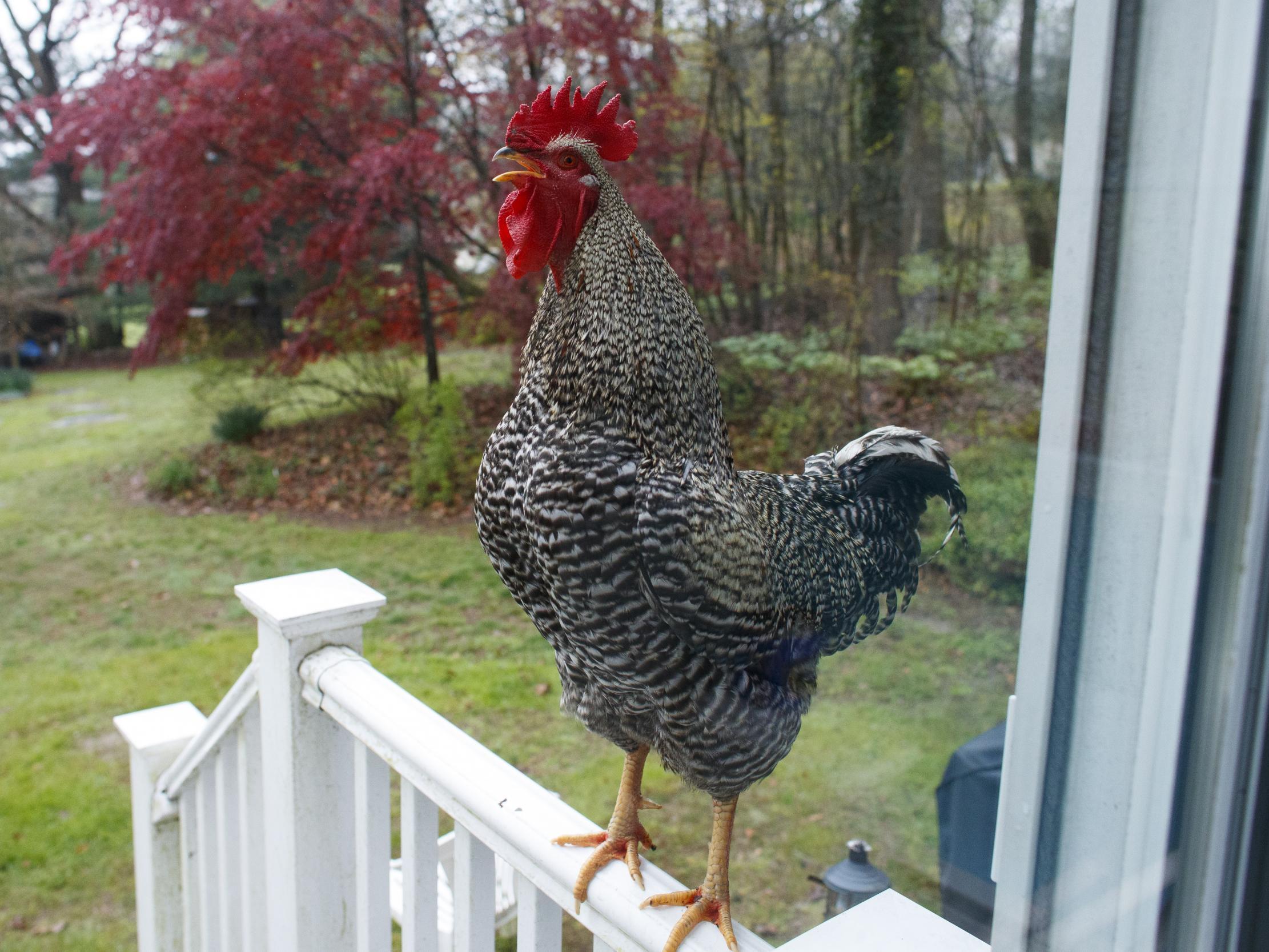 Detectives say man killed neighbour and rooster in argument over noise