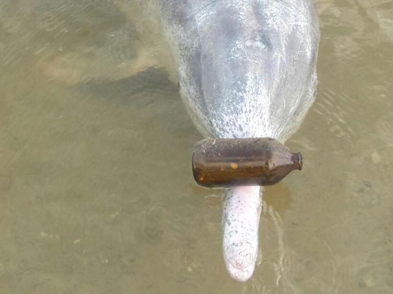 Mystique the dolphin with one of his presents