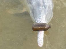 Dolphin named Mystique surprises visitors with ‘treasure’ from ocean