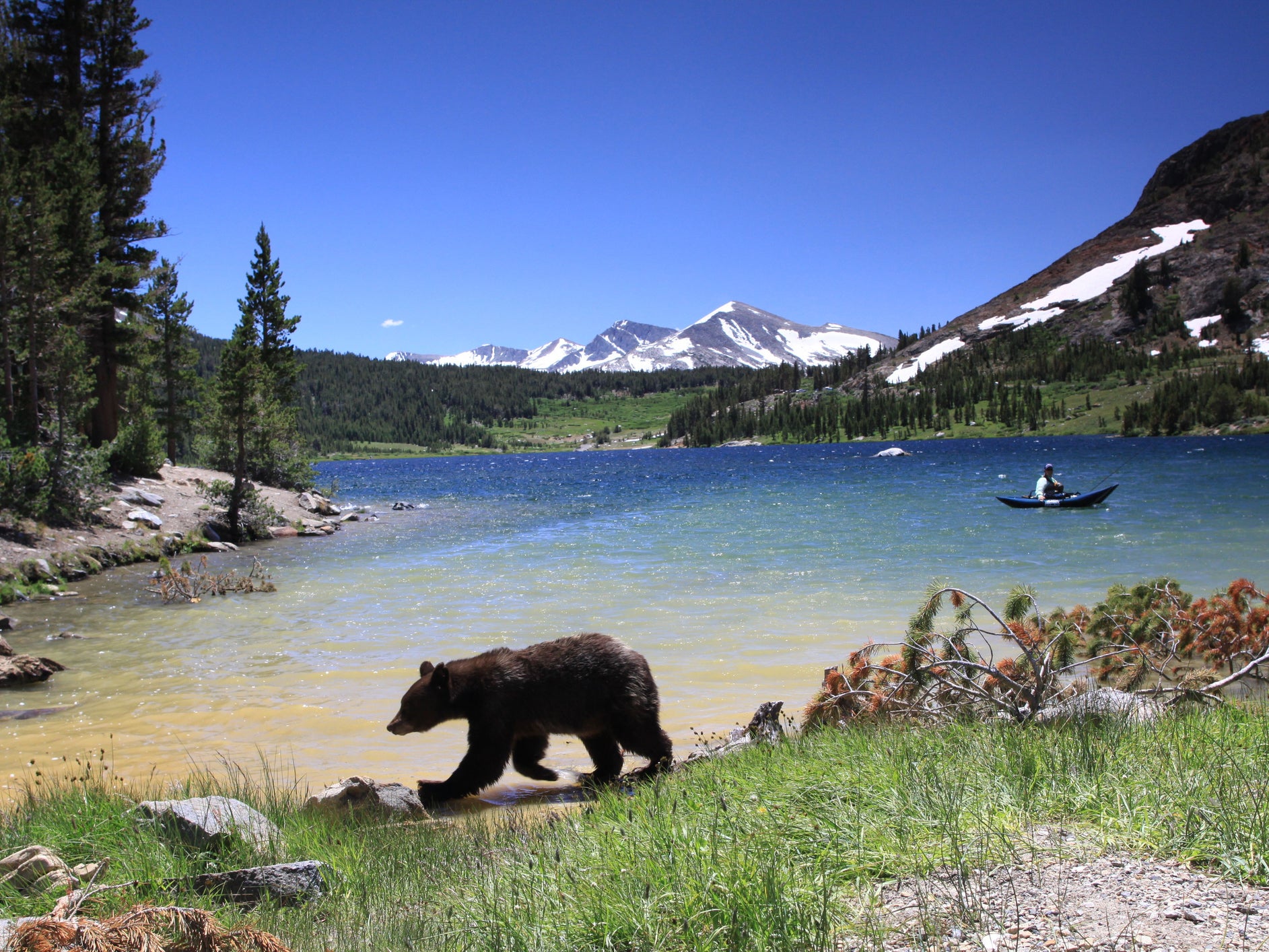 Black Bear at Tenaya Lake in Yosemite National Park (Getty )