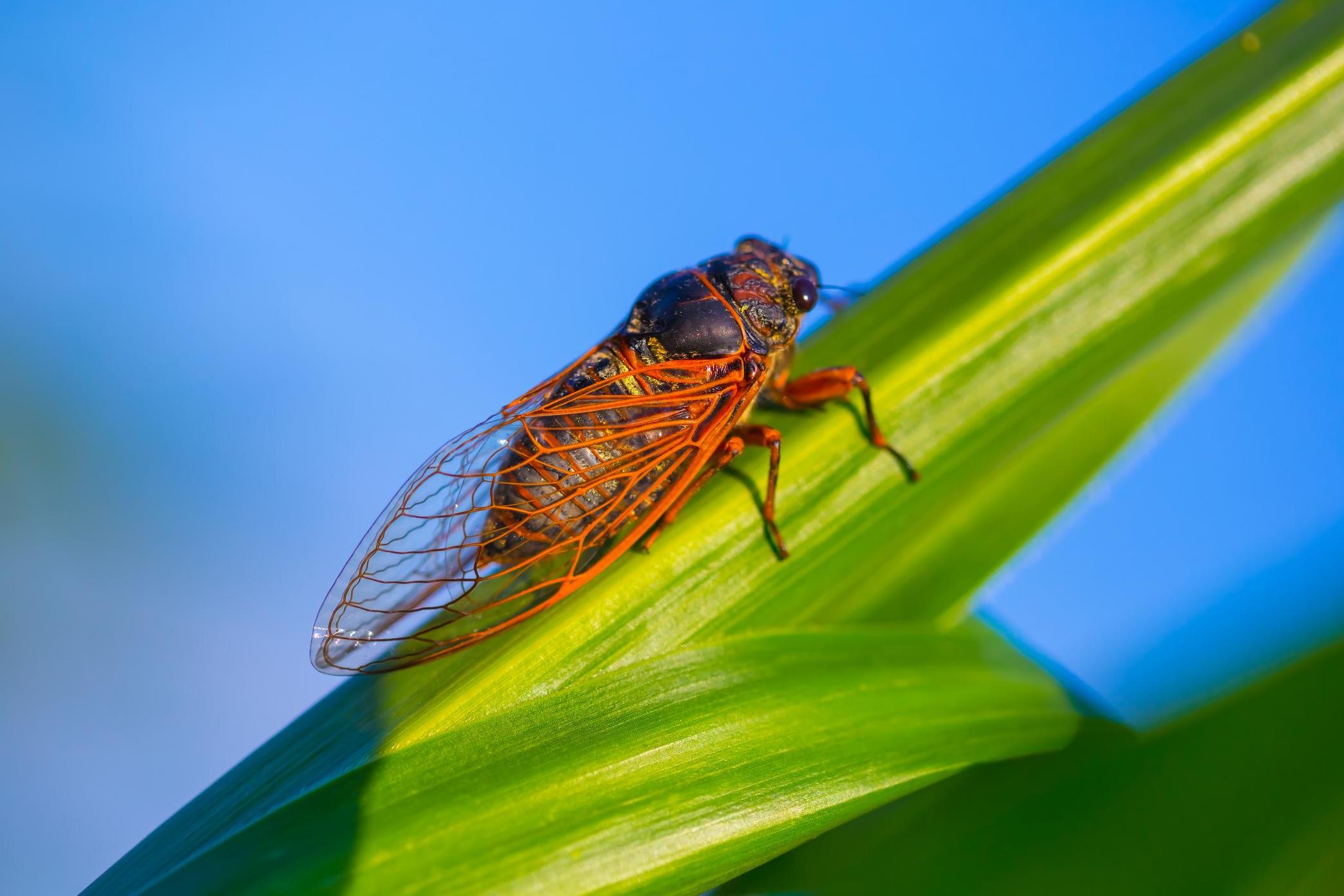 Researchers at the University of Bristol studied over 100 species of insect