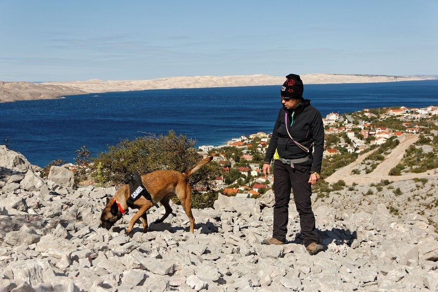 The dogs at work off the coast of Croatia (University of Zadar)