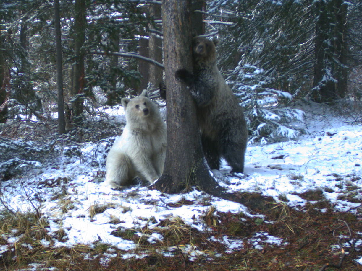 A rare white grizzly bear was spotted in the Canadian Rockies