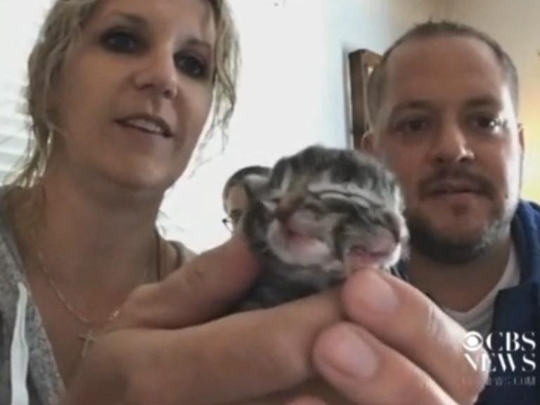 'Both mouths move whenever I feed it': Kitten born with two faces
