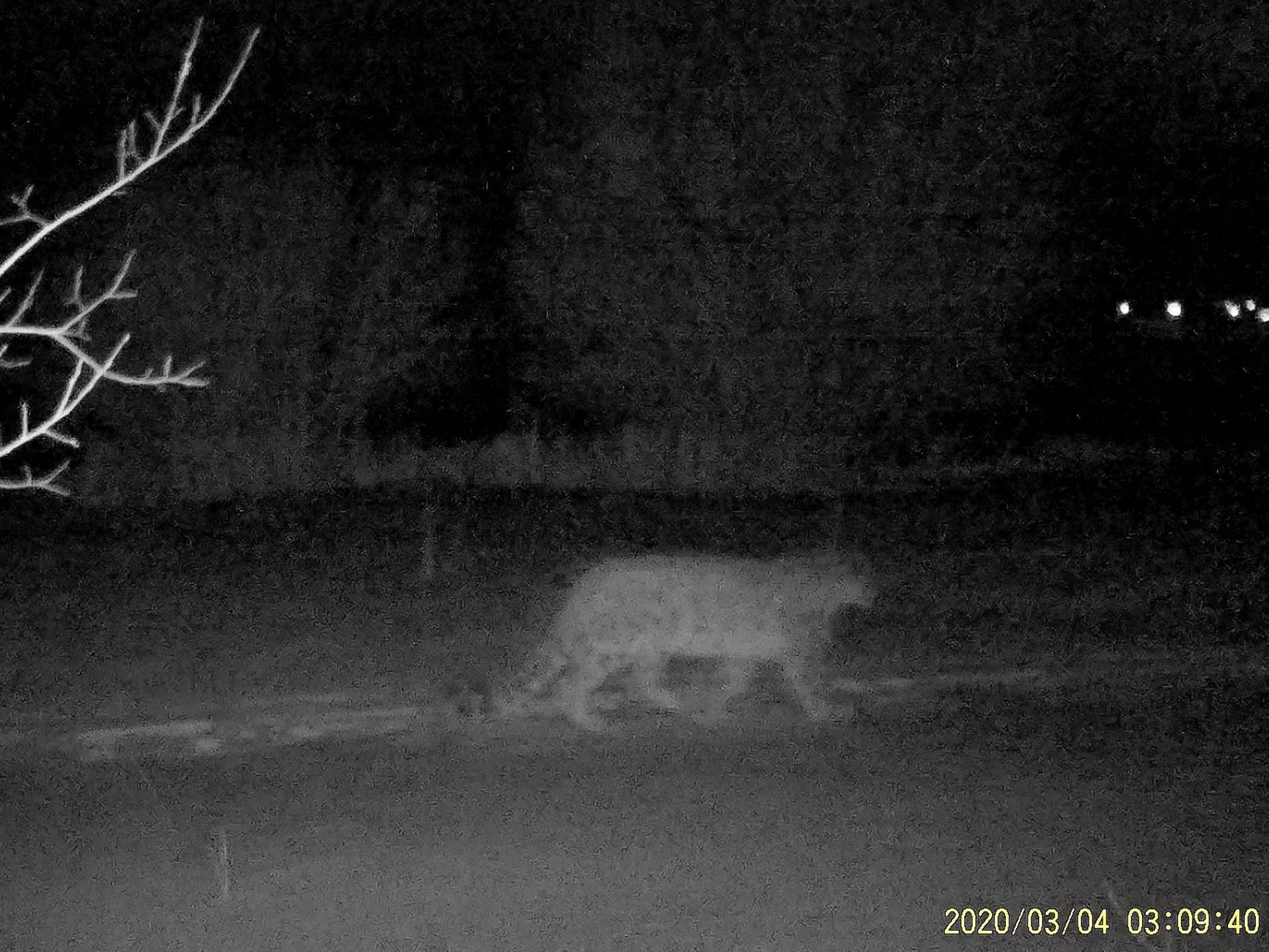 A snow leopard is filmed on a camera trap in Ile-Alatau National Park in the mountains near Almaty, Kazakhstan