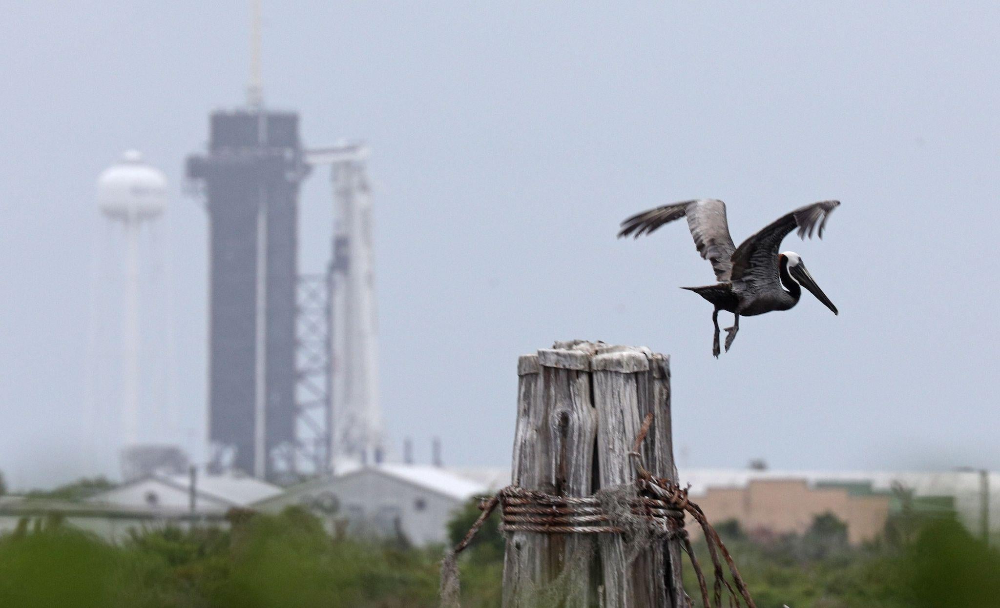 A pelican takes flight from its perch near the SpaceX Falcon 9 rocket with the Crew Dragon spacecraft at launch complex 39A at the Kennedy Space Center in Florida on May 25, 2020