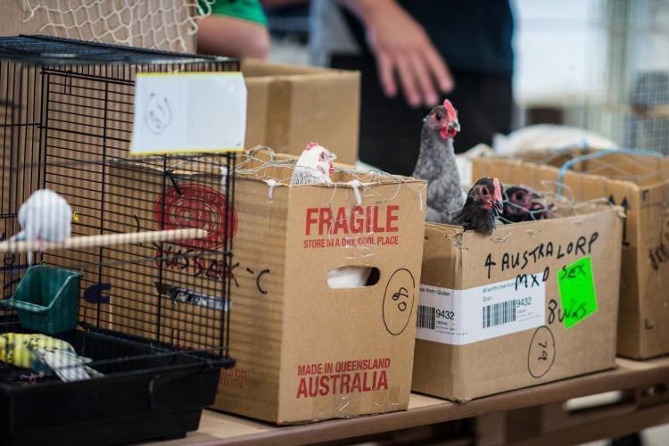 If leaders want to protect humans from coronavirus, then we need to act quick on animal rights too