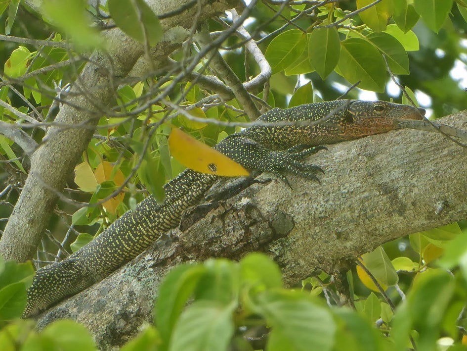 The Komodo Dragon is the largest lizard species