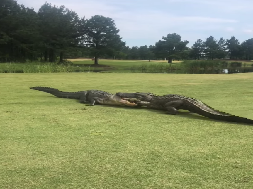 Golfer films alligators fighting on the 18th hole