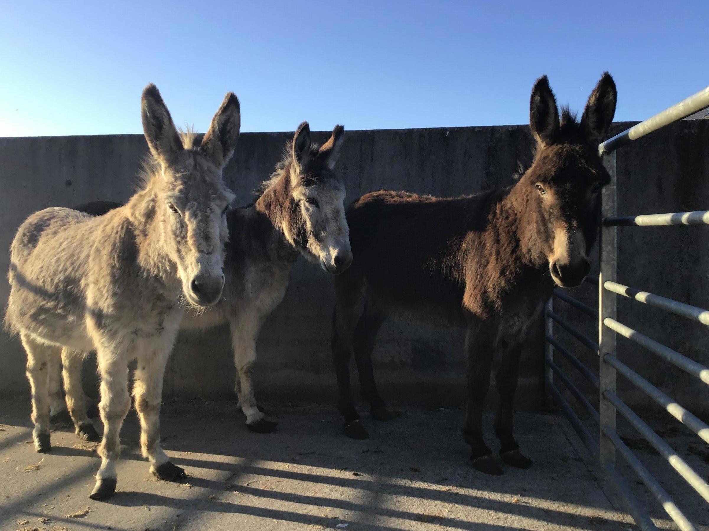 Donegal Donkey Sanctuary says it has taken in 22 animals since the pandemic took hold in Ireland