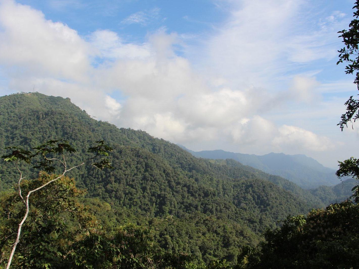 A view of the Serrania de las Quinchas forest in Colombia