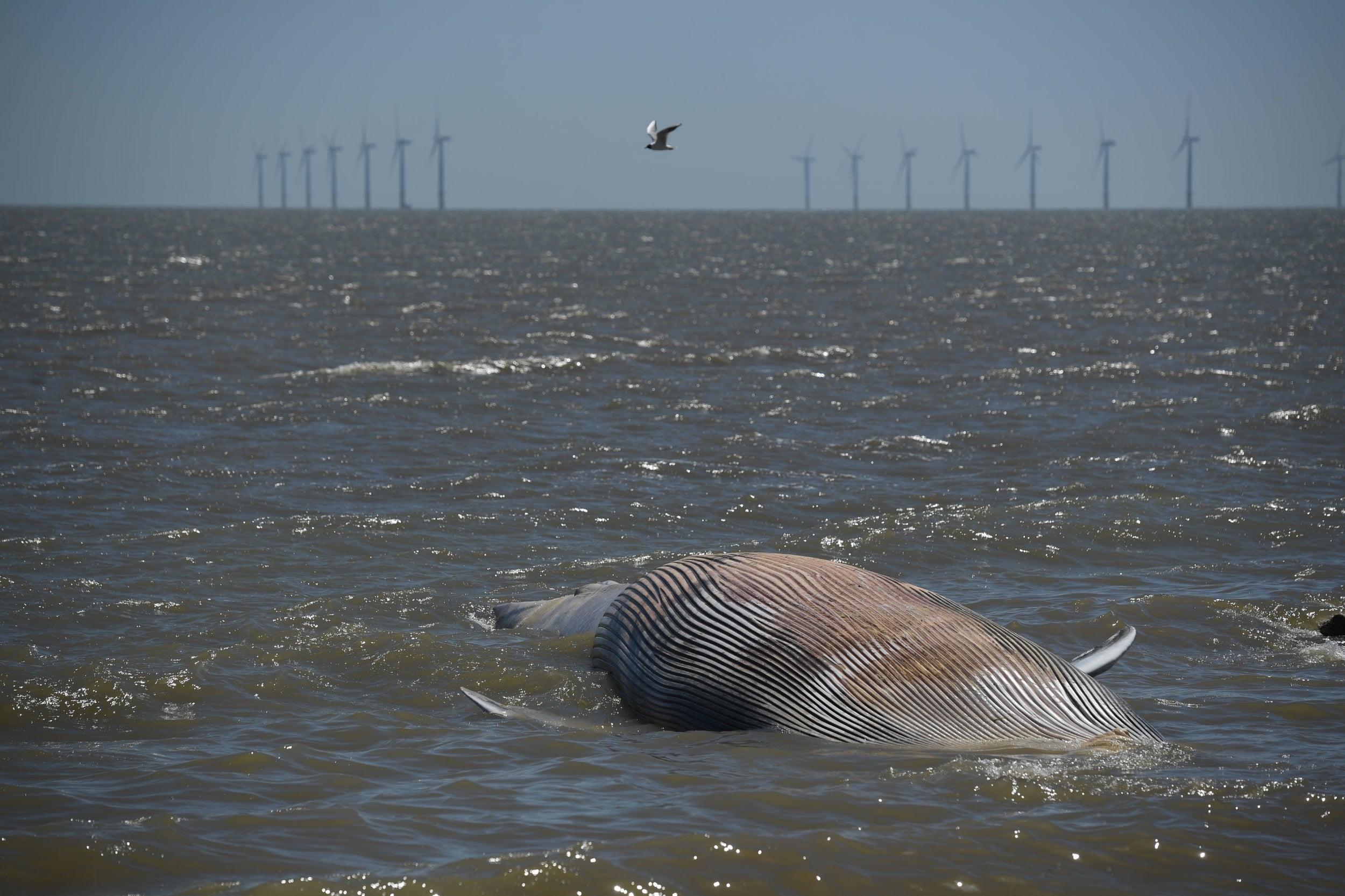 A 40ft-long whale that has washed up on the beach at Clacton-on-Sea in Essex