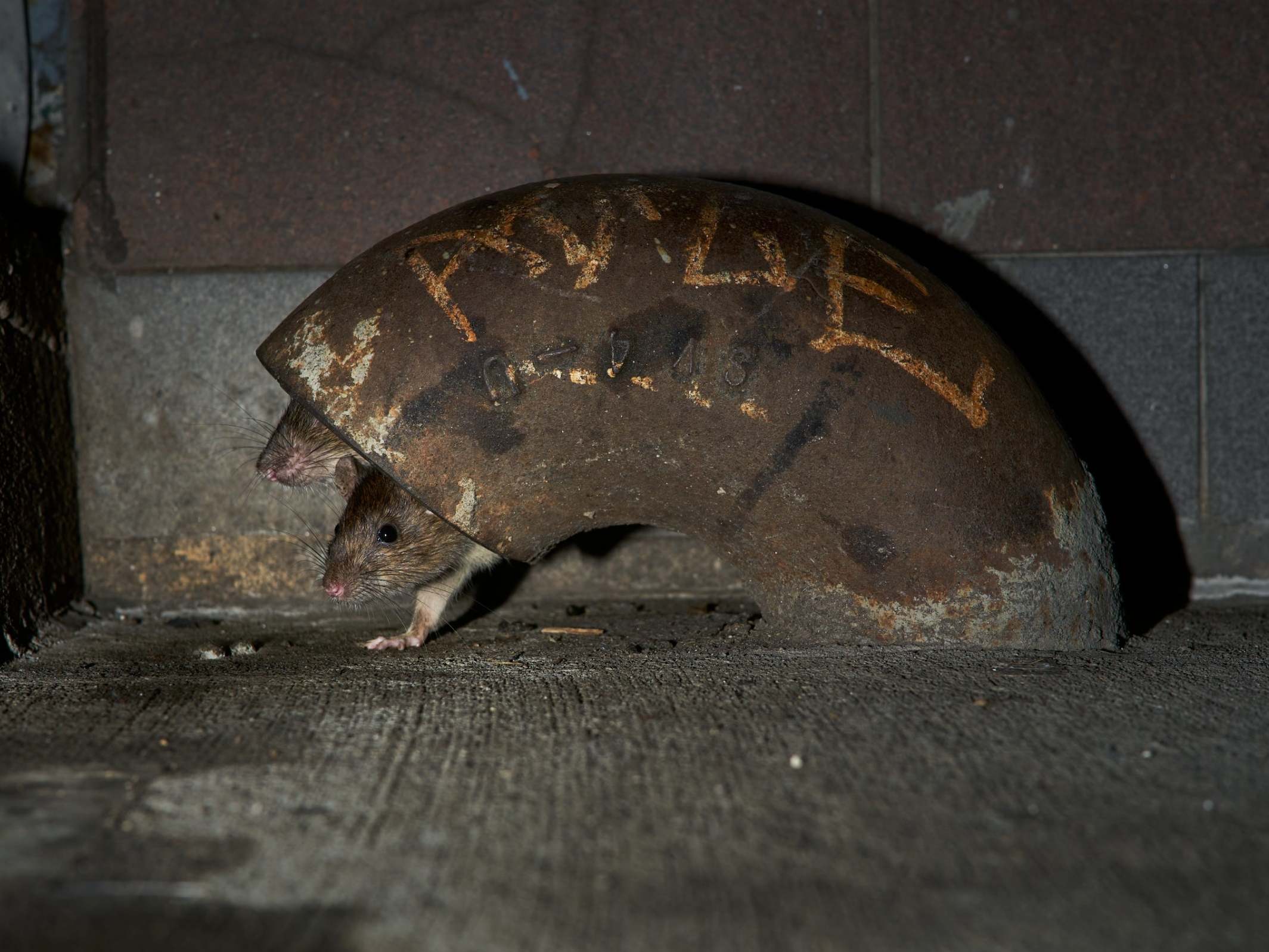 Two rats peek their heads out of a hiding place in New York