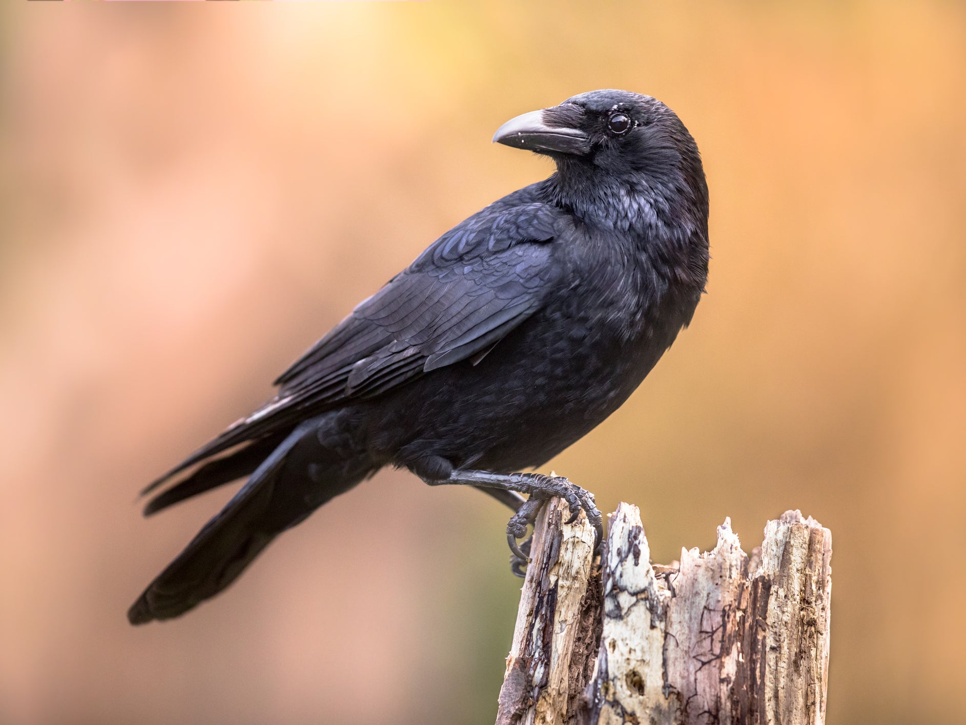 Carrion crow perched on tree trunk on bright background and looking at camera
