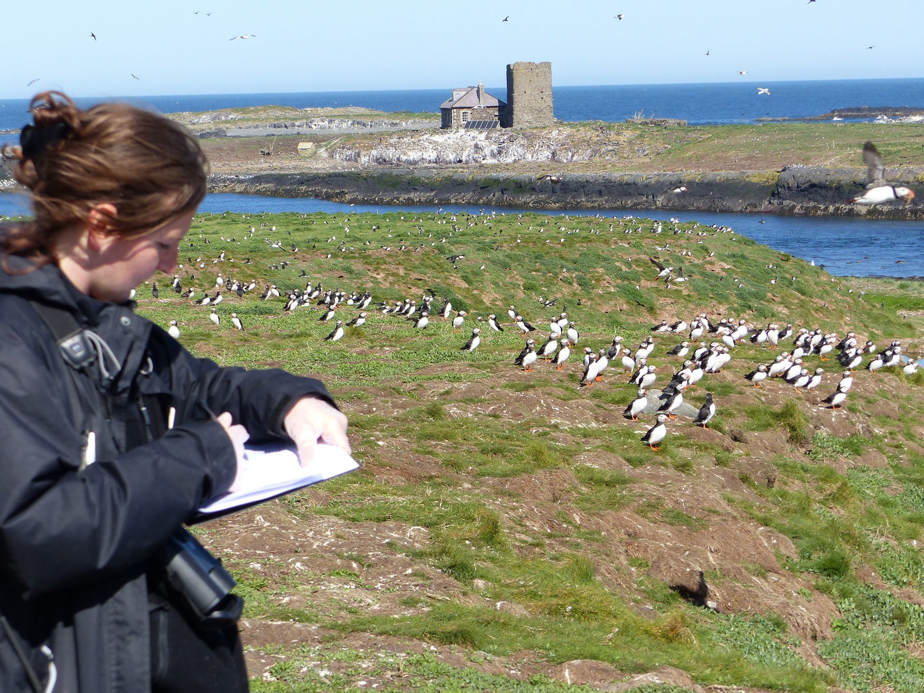 National Trust ranger Harriet Reid checks on the puffins