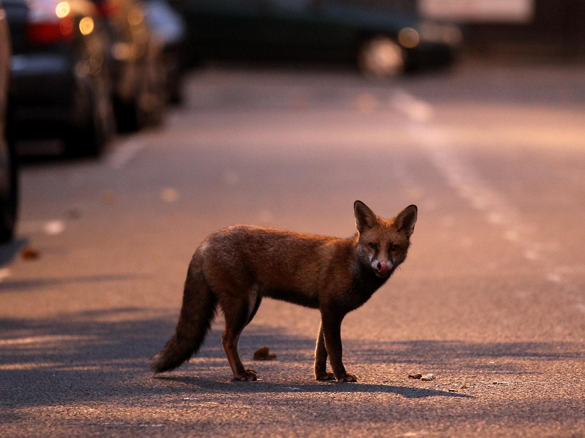 Urban foxes' snouts have adapted to foraging in the city streets