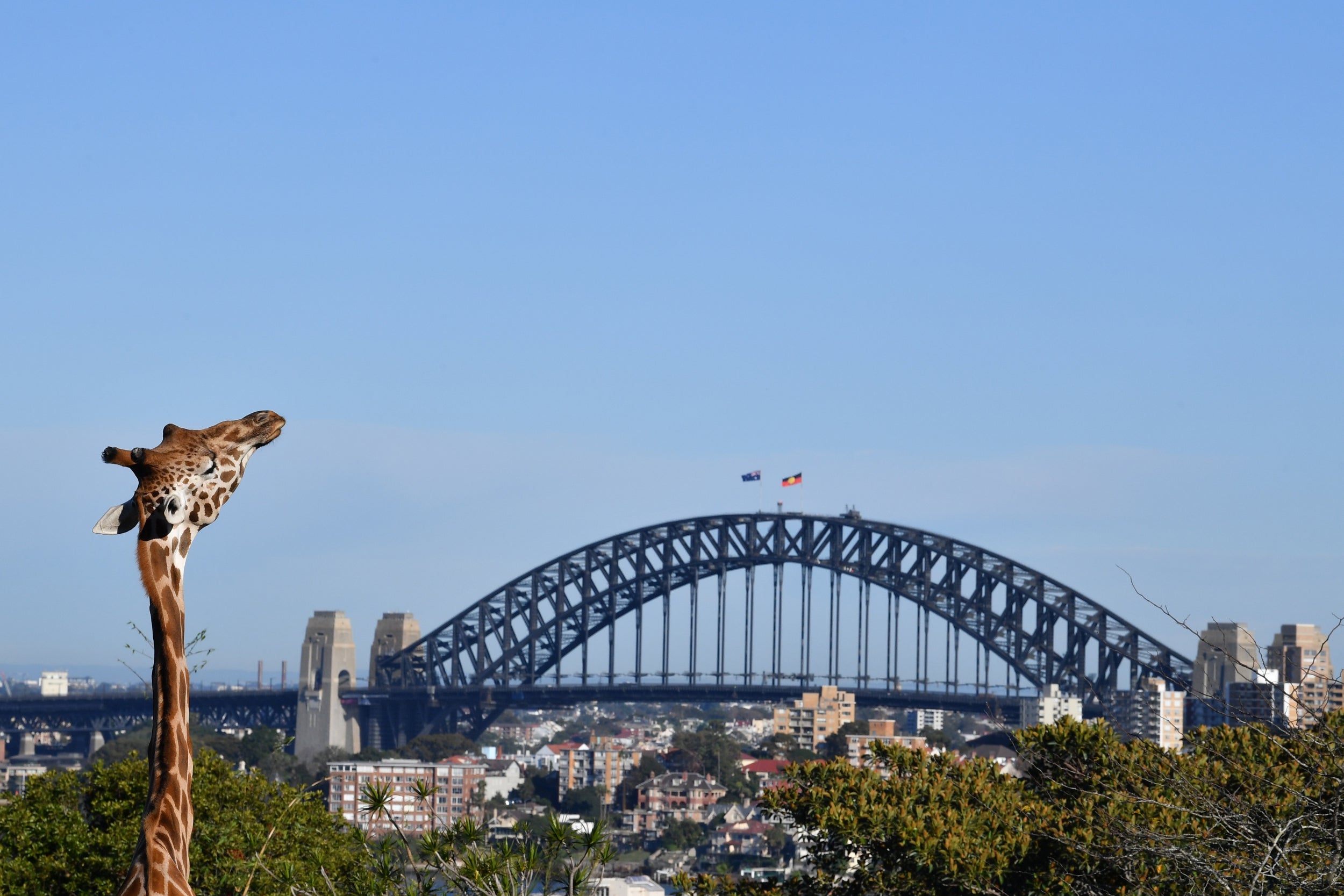 Distant memories: a giraffe at Taronga Zoo in Sydney, Australia