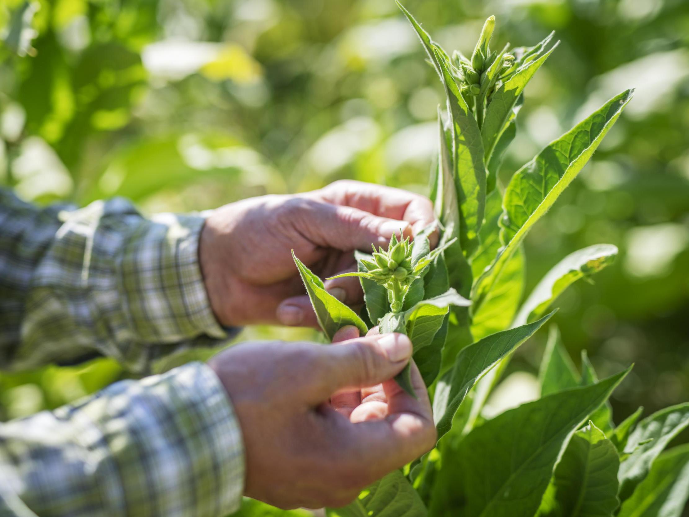 If plants can be harnessed for this purpose, it could lead to new industries and alternatives for pharmaceutical companies