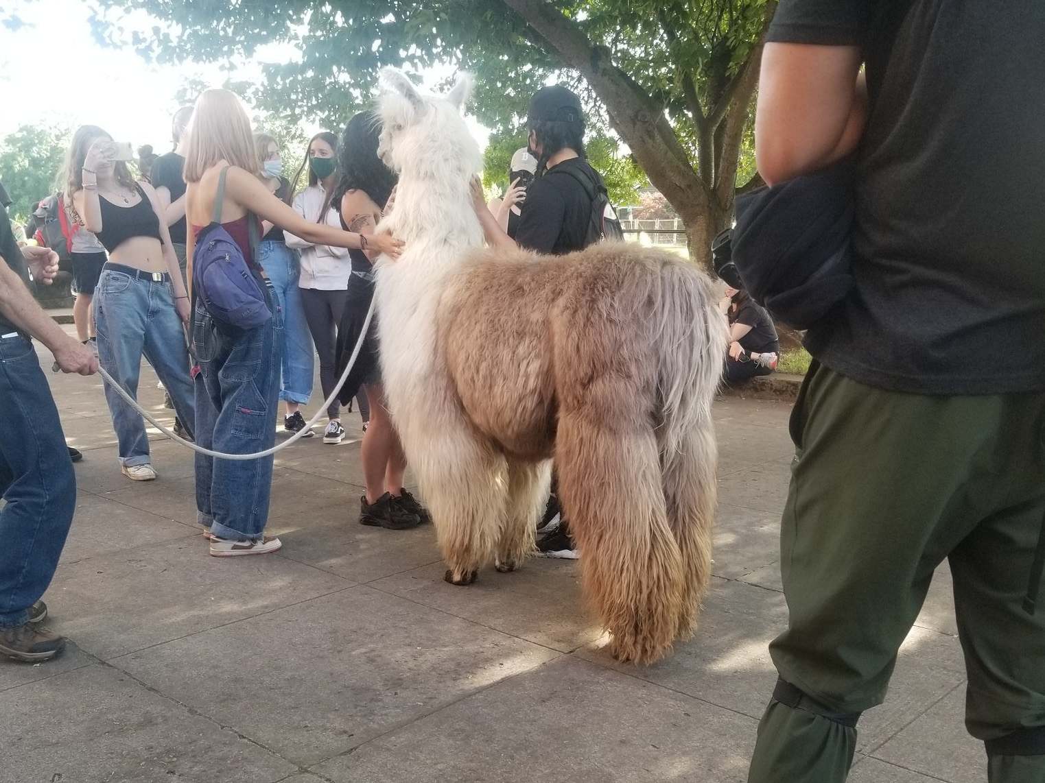 Caesar the therapy llama at a demonstration in Portland, Oregon on Friday