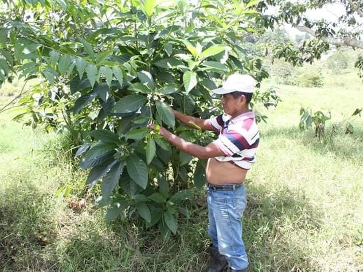 Domingo Choc Che, a Mayan medicine specialist and traditional healer, was burned alive by a mob after he was accused of witchcraft