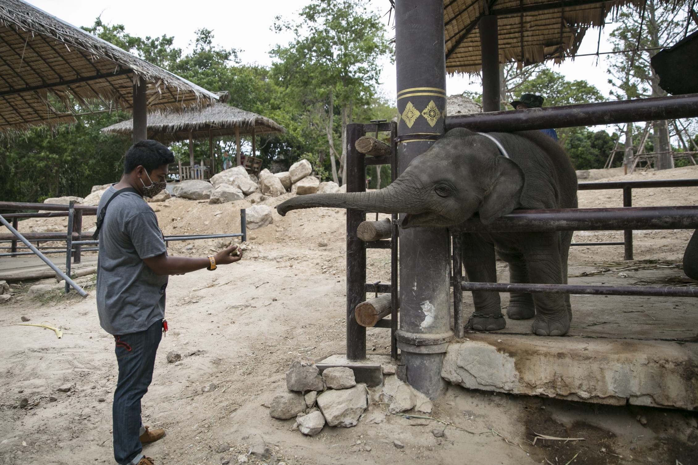 Feeding the mammals sugar cane and bananas has now become too expensive